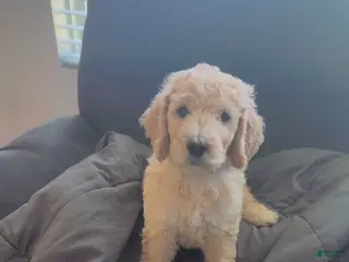 Goldendoodle dogs Goldendoodle Baby Boy Red - Ad 9