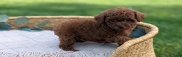 Toy Poodle dogs for sale: Carson - Ad 9