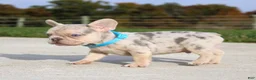 French Bulldog dogs for sale: Rivers - Ad 5