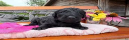 Labradoodle dogs for sale: Jan (Girl) - Ad 1