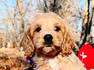 Cockapoo dogs Fudge - Ad 10