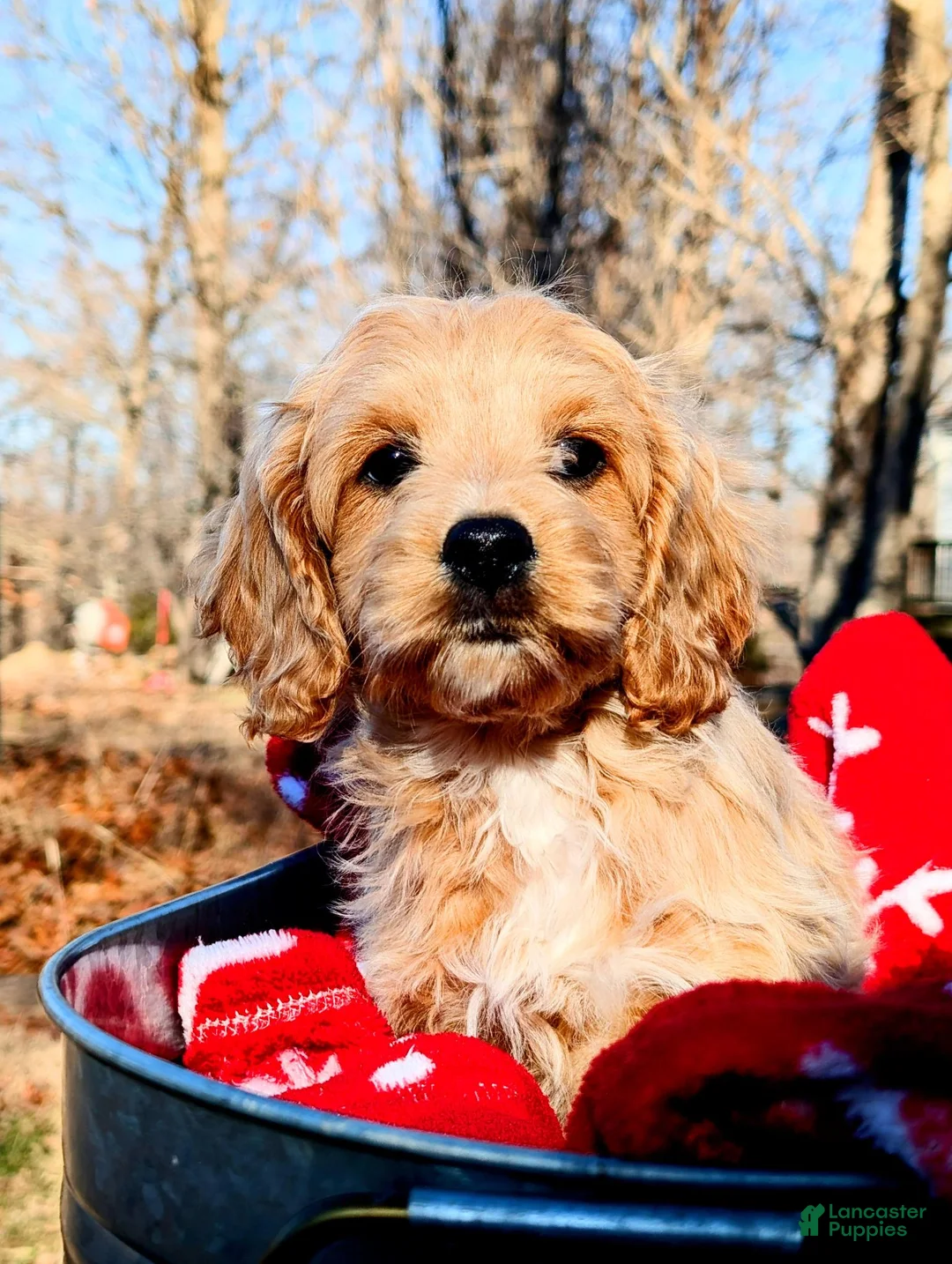 Cockapoo dogs for sale: Fudge - Ad 1