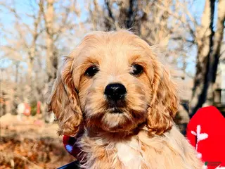 Cockapoo dogs Fudge - Ad 3