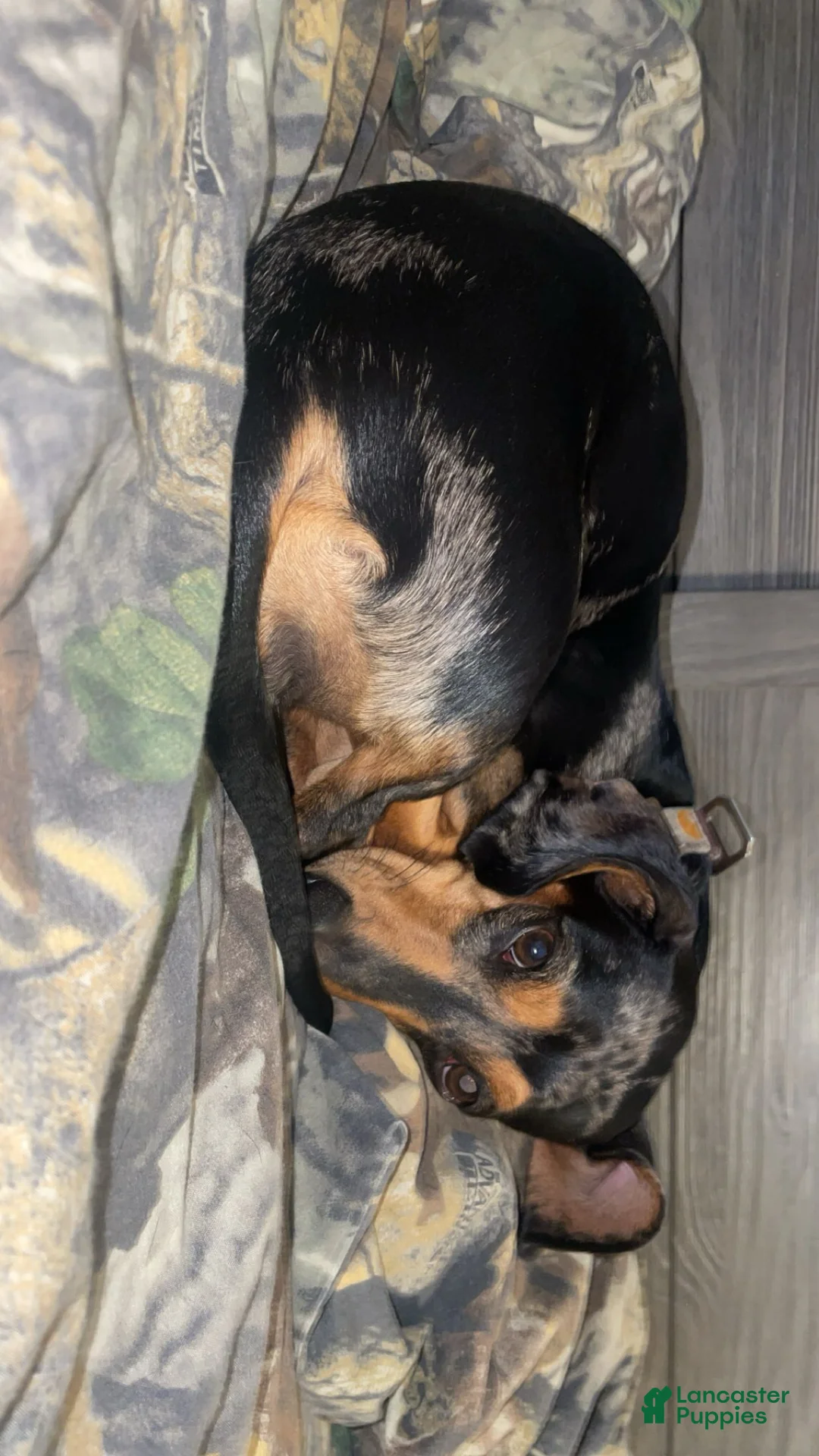 Miniature Dachshund dogs for sale: Miniature Dachshund Puppy 3 - Ad 4