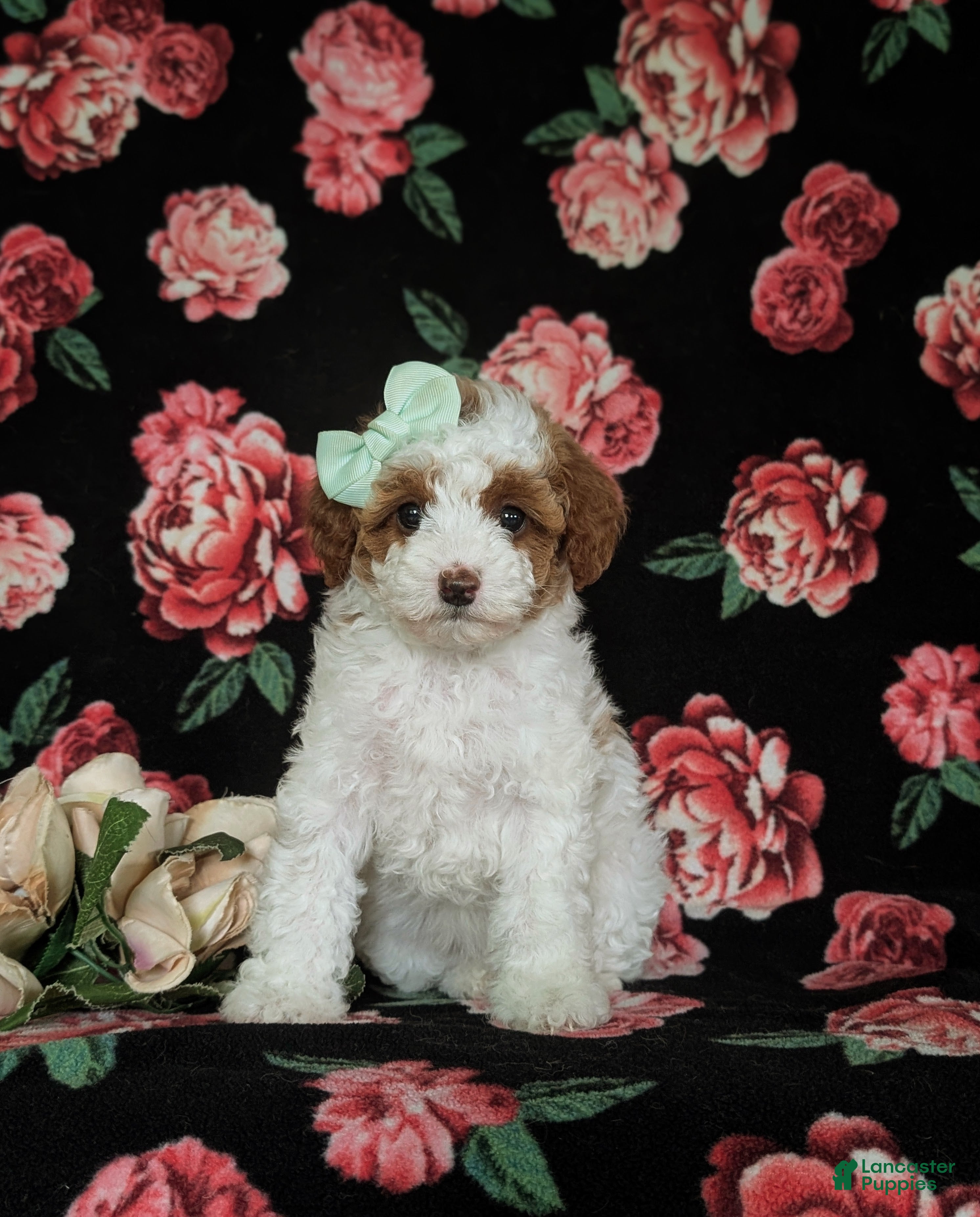 Miniature Poodle dogs Maricel - Ad 2