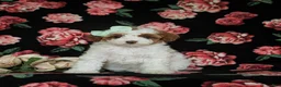 Miniature Poodle dogs for sale: Maricel - Ad 2