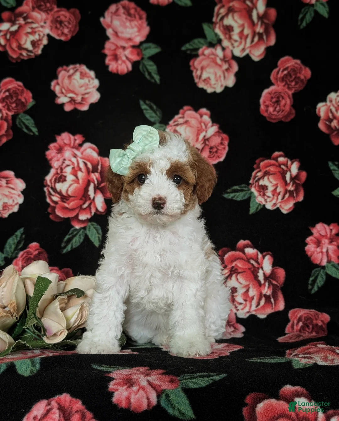 Miniature Poodle dogs for sale: Maricel - Ad 2