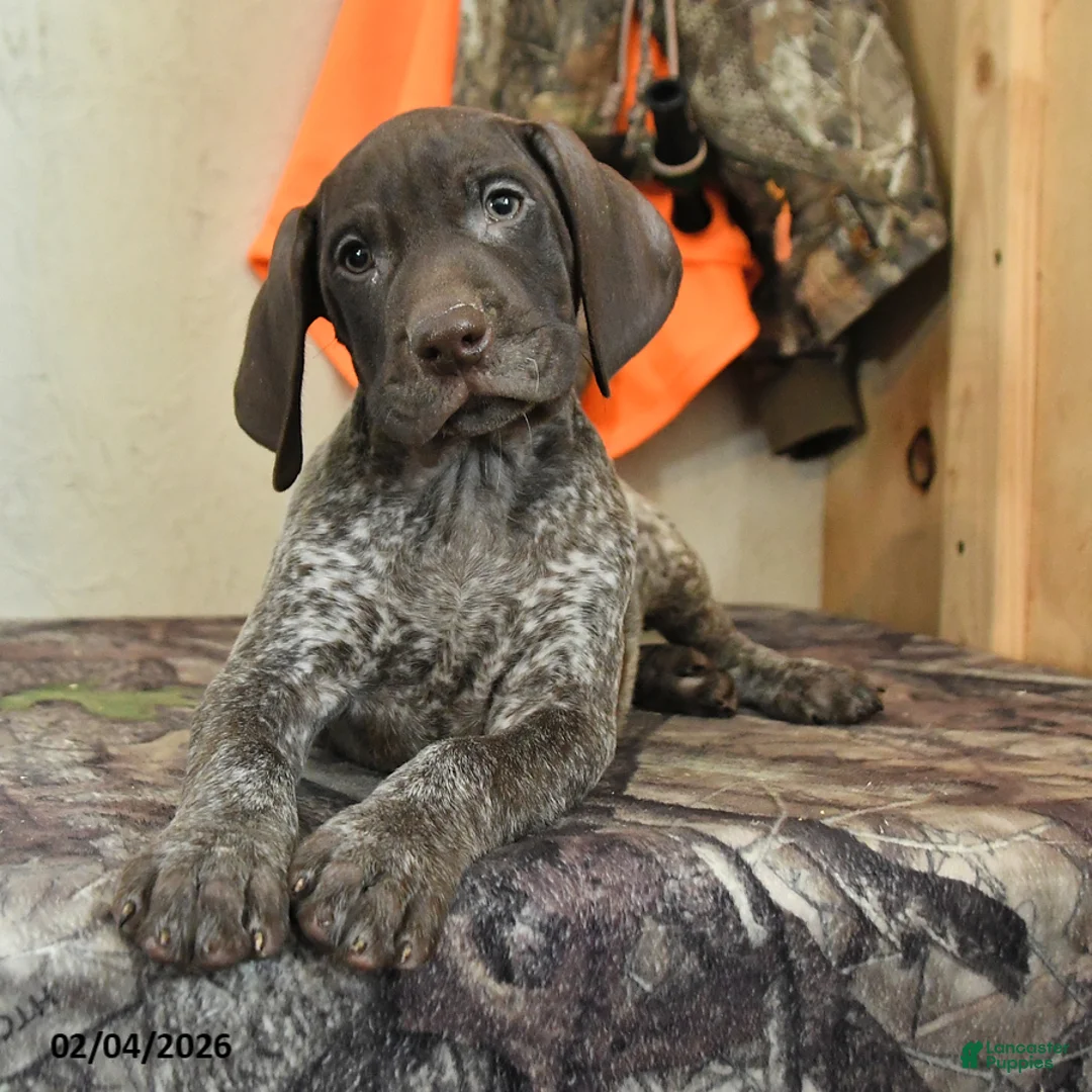 German Shorthaired Pointer dogs for sale: Scout - Ad 4