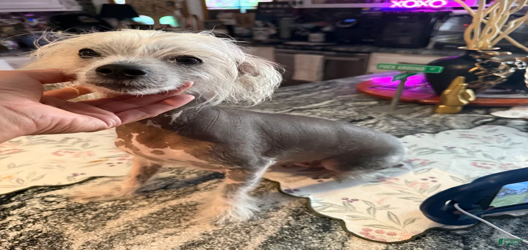 Gallery Image {{count}}