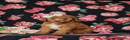 Mini Goldendoodle dogs for sale: Tawnie 9 lbs Full Grown - Ad 5