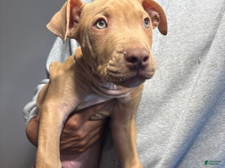 American Pit Bull Terrier dogs Blue - Ad 8