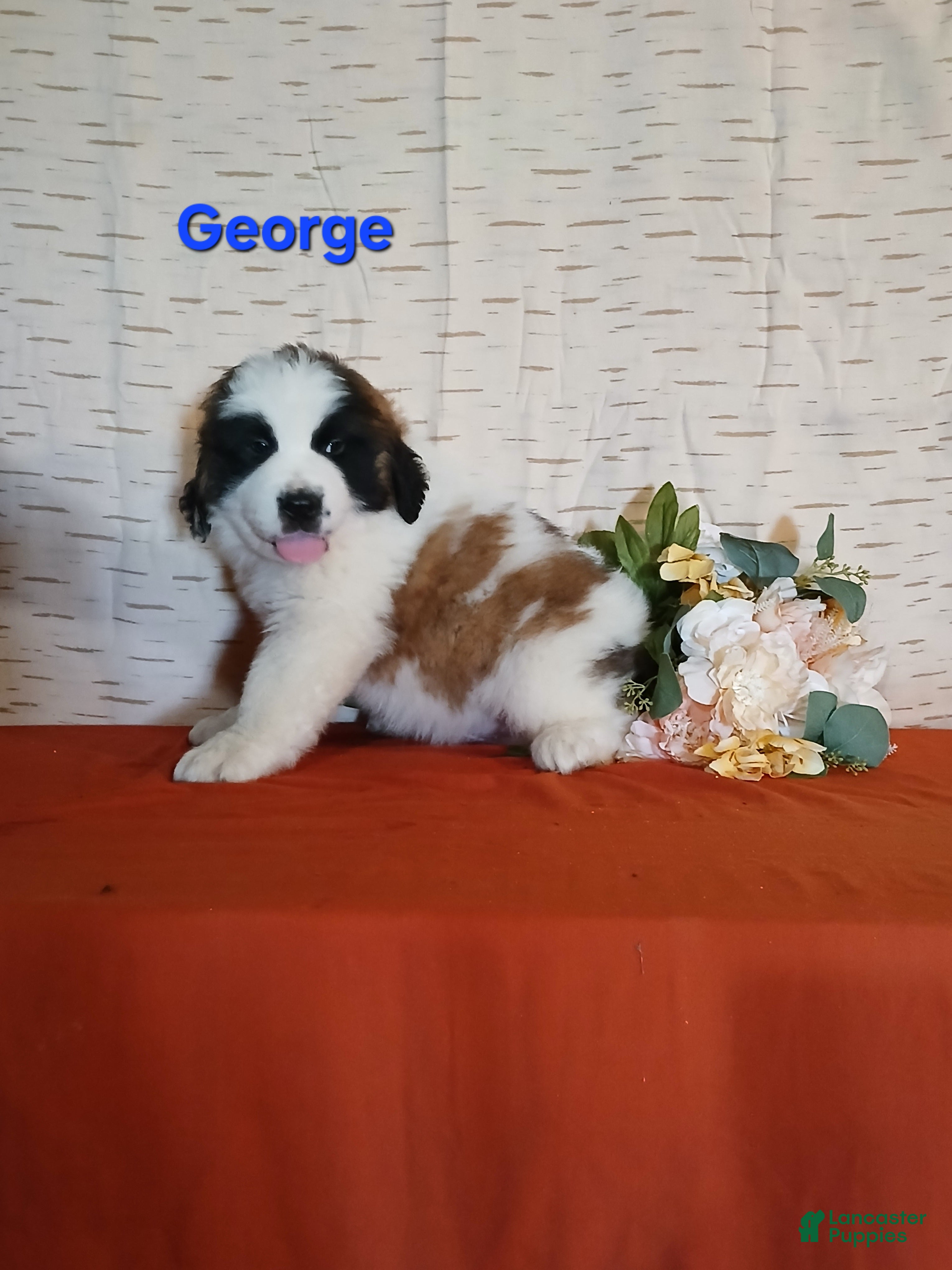 Saint Bernard dogs George  - Ad 2