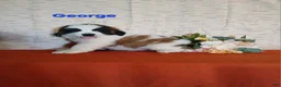 Saint Bernard dogs for sale: George  - Ad 2