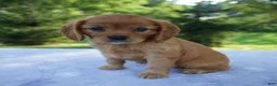 Mixed Breed dogs for sale: Raven - Ad 5