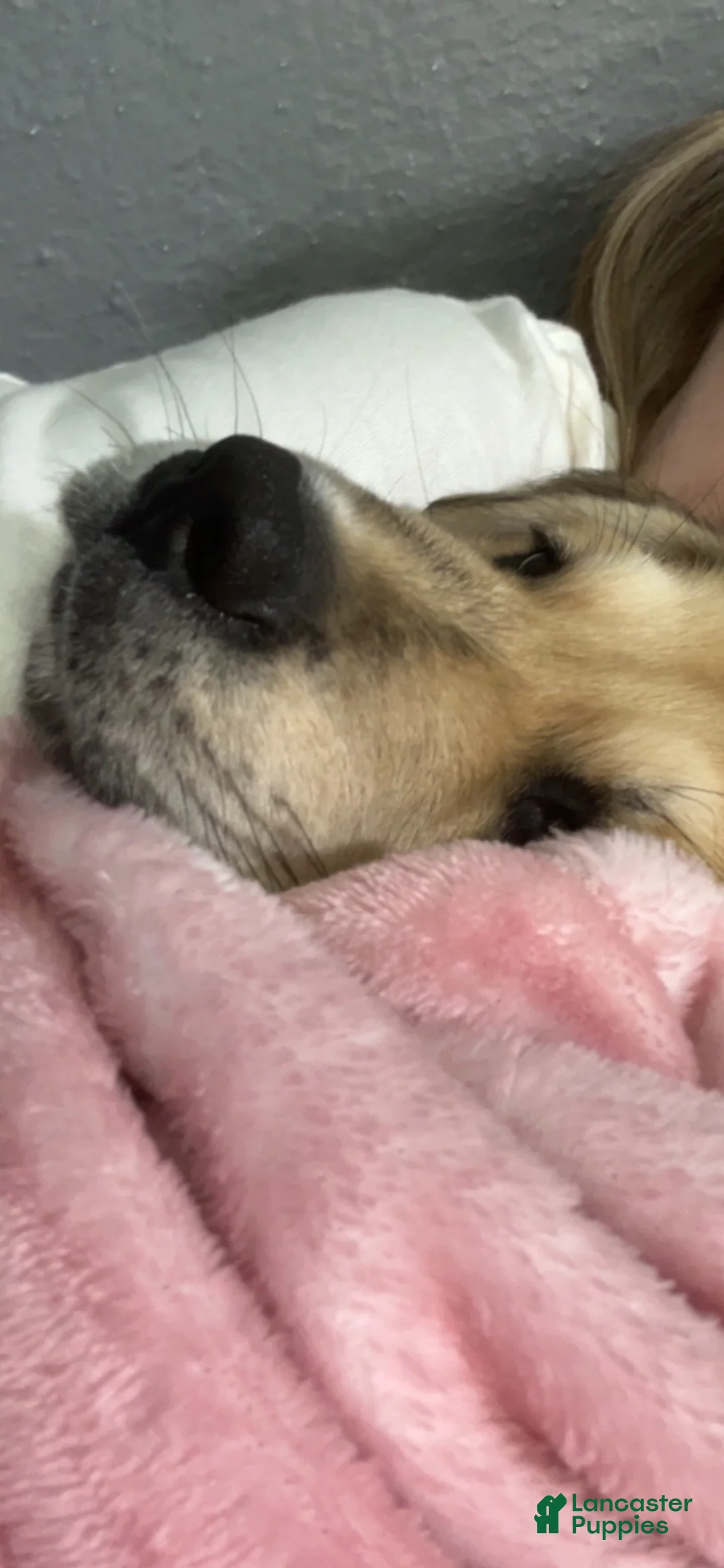 Mixed Breed dogs for sale: Mixed Breed Puppy 1 - Ad 2