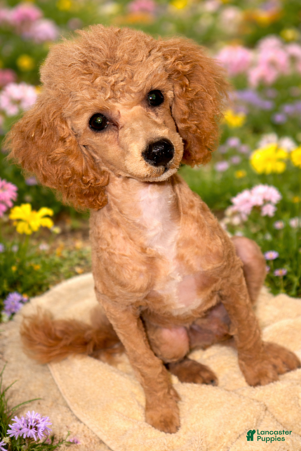 Miniature Poodle dogs AKC Miniature Poodle Puppy Light Green - Ad 1