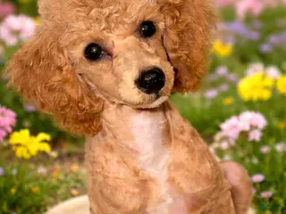 Miniature Poodle dogs for sale: AKC Miniature Poodle Puppy Light Green - Ad 1