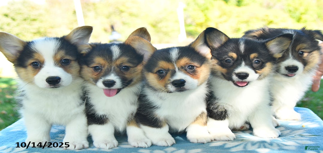 Gallery Image {{count}}