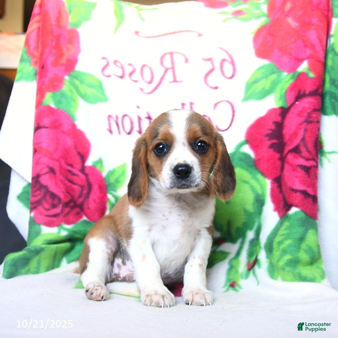 Beaglier dogs for sale: Freddie - Ad 1