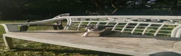 Boston Terrier dogs for sale: g-1 - Ad 8
