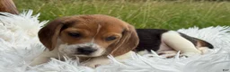 Beagle dogs for sale: Addie - Ad 9