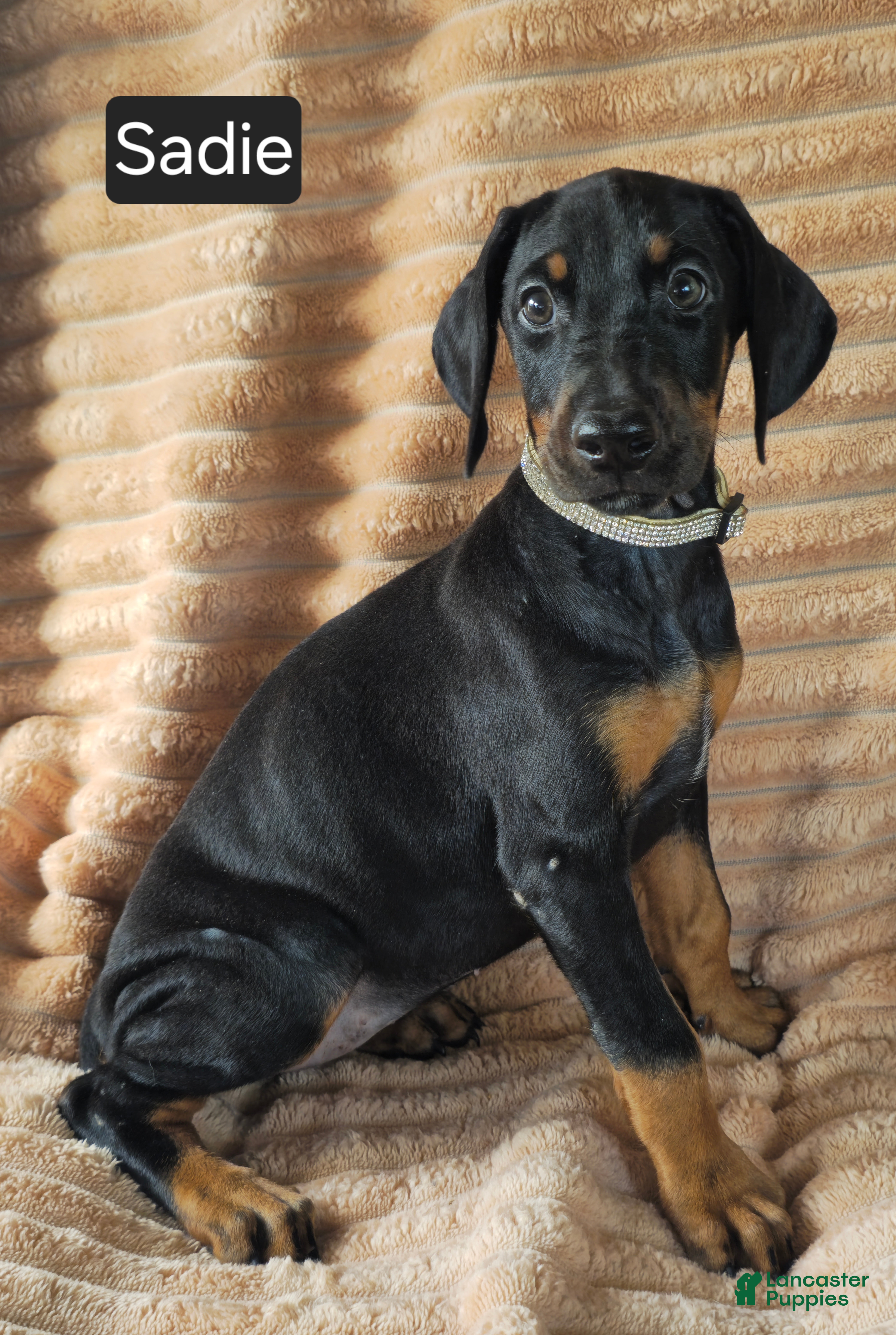 Doberman Pinscher dogs Sadie - Ad 2