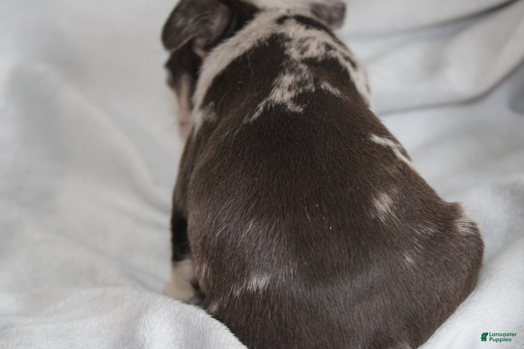 French Bulldog dogs for sale: HANK - Ad 2