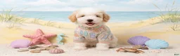 Maltipoo dogs for sale: TEDDY - Ad 1