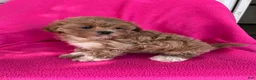 Shihpoo dogs for sale: LUCY - Ad 7