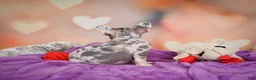 French Bulldog dogs for sale: Sammie - Ad 2