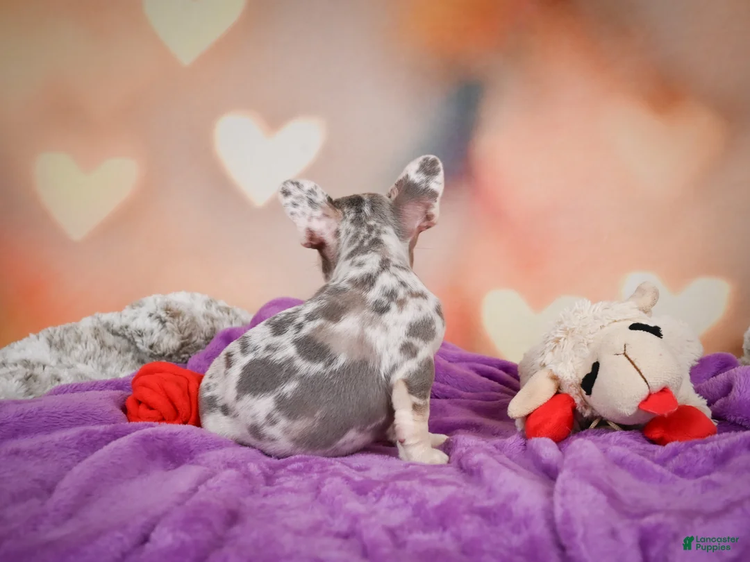 French Bulldog dogs for sale: Sammie - Ad 2