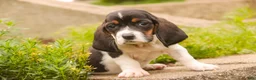 Basset Hound dogs for sale: Millicent - Ad 8