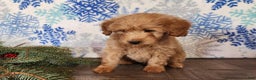 Mini Goldendoodle dogs for sale: Reno - Ad 17