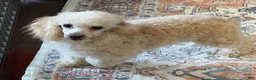 Toy Poodle dogs for sale: Pansy - Ad 4