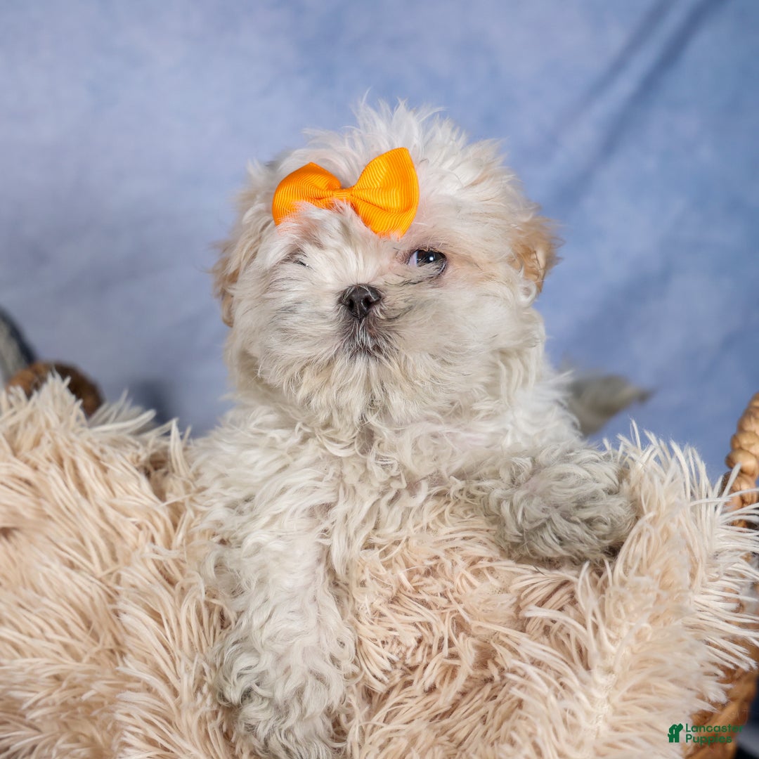 Shih Tzu dogs for sale: NICKY - Ad 12