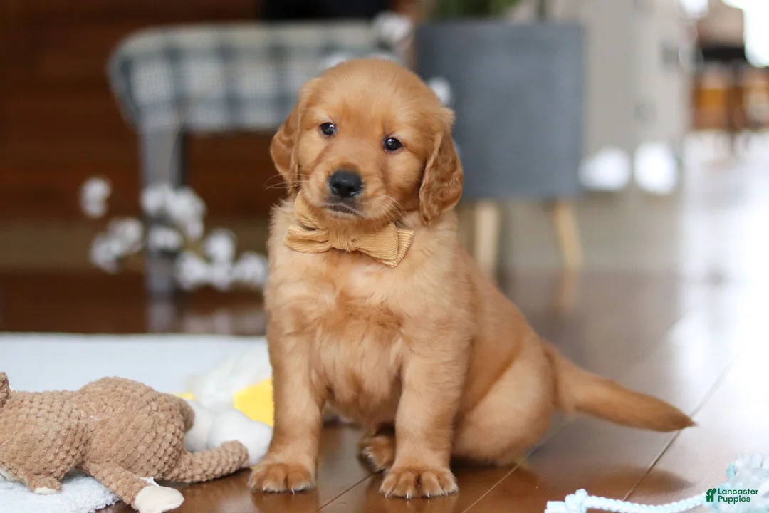 Golden Retriever dogs for sale: Alex - Ad 5