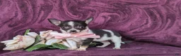 Chihuahua dogs for sale: Kiley 6 lbs Full Grown - Ad 4