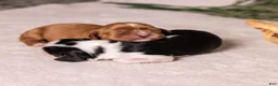 Cavalier King Charles Spaniel dogs for sale: Stewart - Ad 5