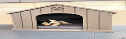 Australian Shepherd dogs for sale: Lola - Ad 2