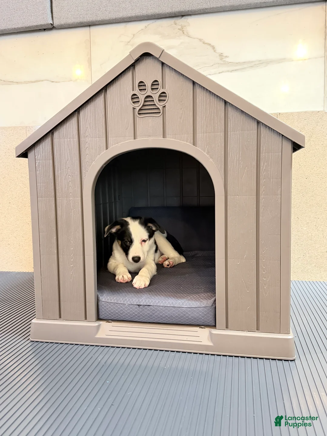 Australian Shepherd dogs for sale: Lola - Ad 2