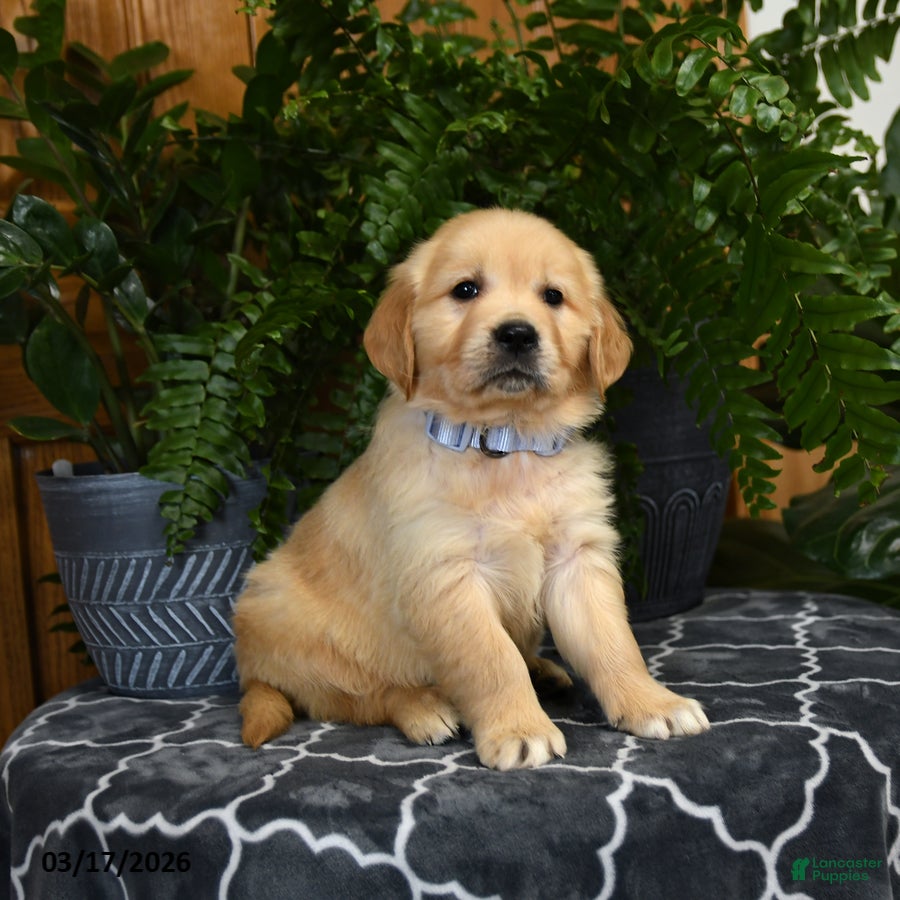 Golden Retriever dogs Hamster - Ad 2