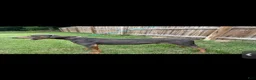 Doberman Pinscher dogs for sale: Doberman Pinscher 3 - Ad 3