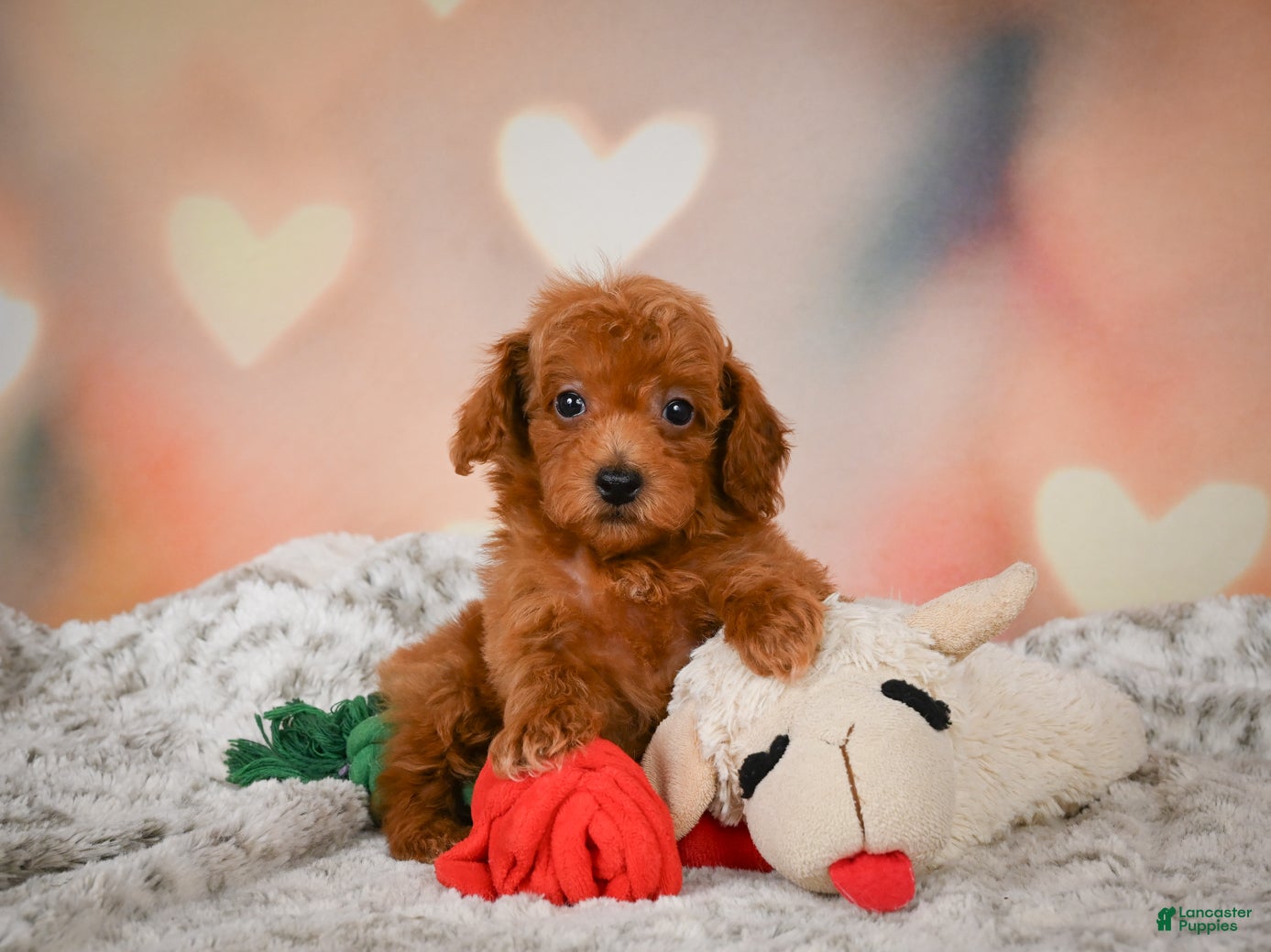Toy Poodle dogs Archie  - Ad 2