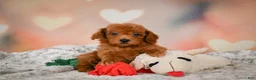 Toy Poodle dogs for sale: Archie  - Ad 7