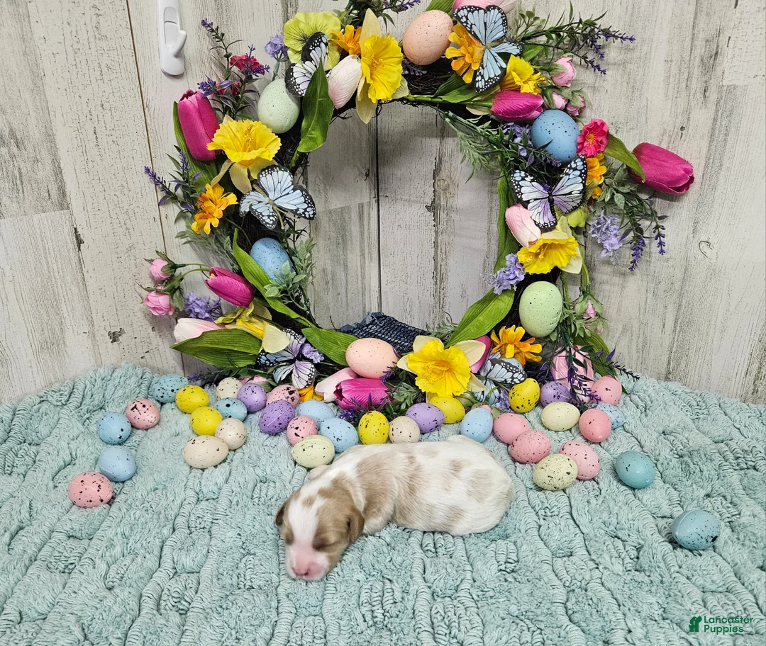 Cavapoo dogs for sale: F1 Asher - Ad 1