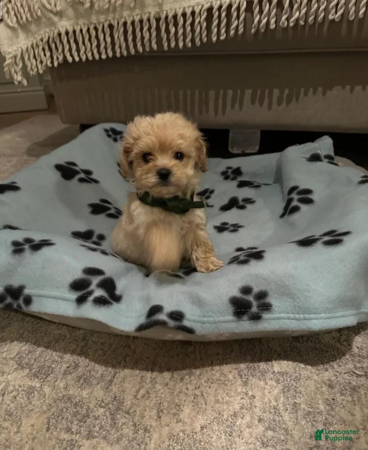 Maltipoo dogs Dave - Ad 7