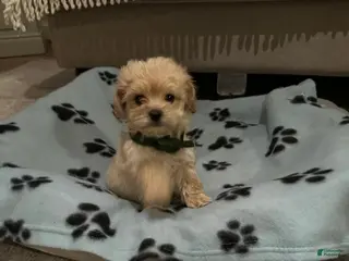 Maltipoo dogs Dave - Ad 2