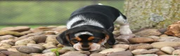 Beagle dogs for sale:  Cypress 🦴🐶 - Ad 3