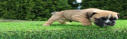 English Bulldog dogs for sale: Duke - Ad 5