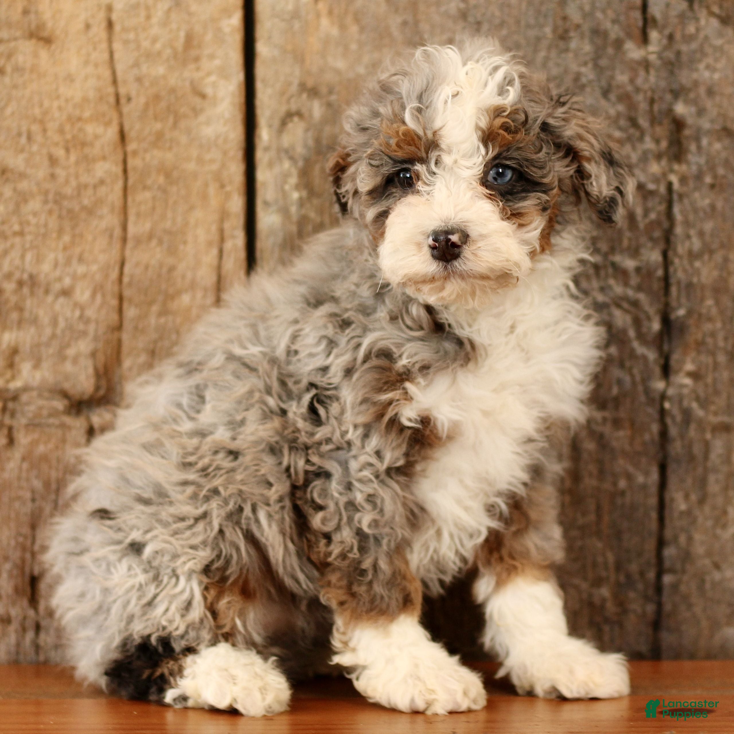 Mini Bernedoodle dogs Kiara  - Ad 1